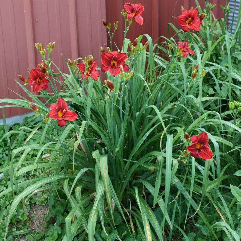 Frankly Scarlet Daylily | Outstanding Rebloomer | Oakes Daylilies