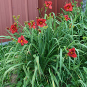 Frankly Scarlet Daylily from Oakes Daylilies