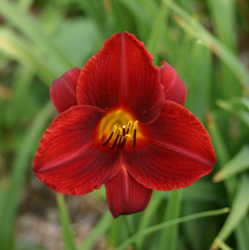 Frankly Scarlet Daylily | Outstanding Rebloomer | Oakes Daylilies