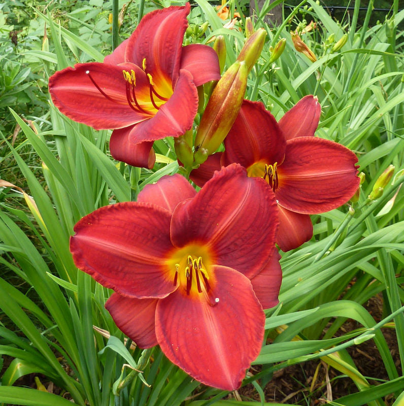 Frankly Scarlet Daylily from Oakes Daylilies