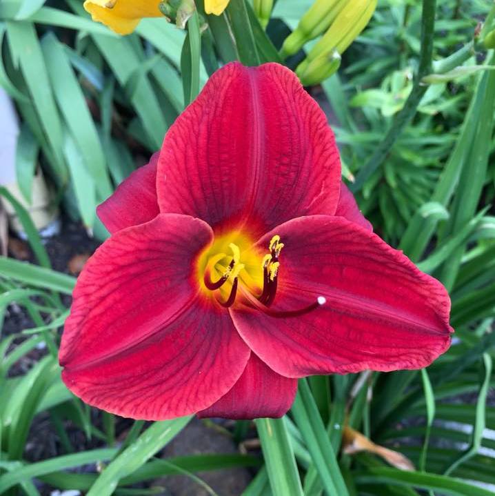 Frankly Scarlet Daylily from Oakes Daylilies