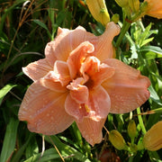 Fresh Start Daylily from Oakes Daylilies