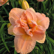 Fresh Start Daylily from Oakes Daylilies