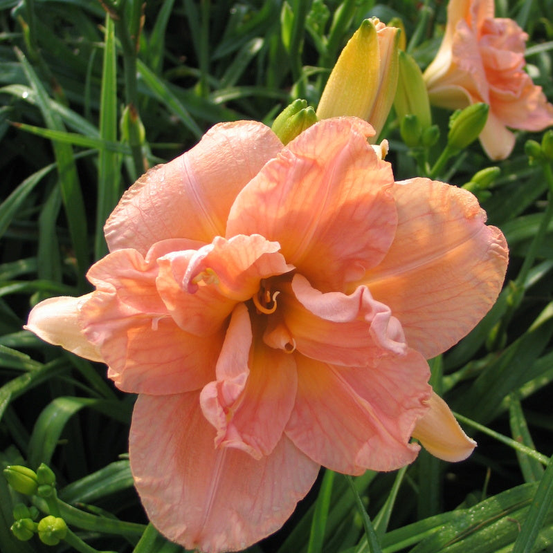 Fresh Start Daylily from Oakes Daylilies
