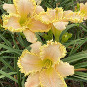 Fringed Sweetheart Daylily from Oakes Daylilies