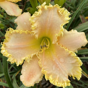 Fringed Sweetheart Daylily from Oakes Daylilies