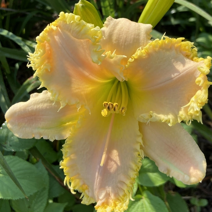 Fringed Sweetheart Daylily from Oakes Daylilies