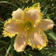 Fringed Sweetheart Daylily from Oakes Daylilies