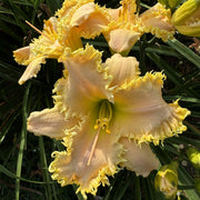Fringed Sweetheart Daylily from Oakes Daylilies