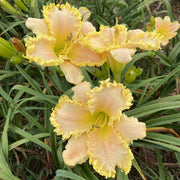Fringed Sweetheart Daylily from Oakes Daylilies