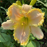 Fringed Sweetheart Daylily from Oakes Daylilies