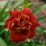 Fun Time Frolic Daylily from Oakes Daylilies