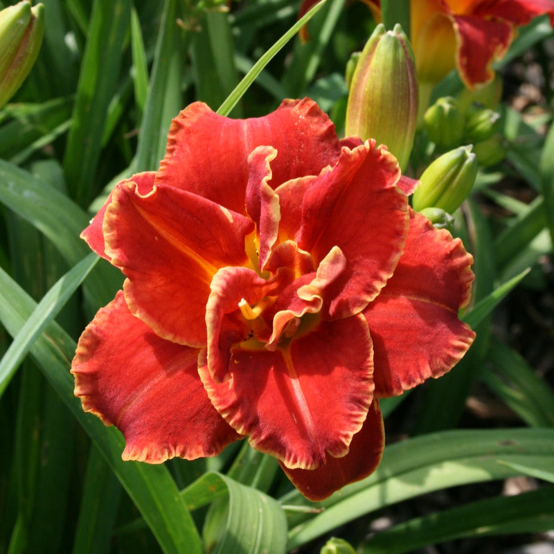 Fun Time Frolic Daylily from Oakes Daylilies