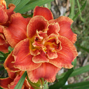 Fun Time Frolic Daylily from Oakes Daylilies