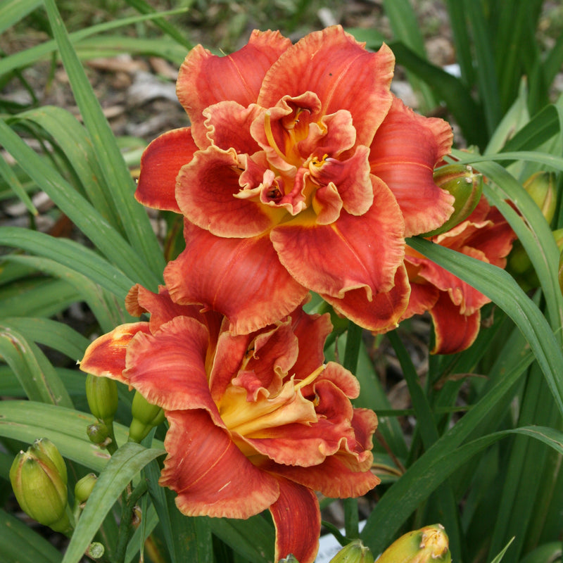 Fun Time Frolic Daylily from Oakes Daylilies