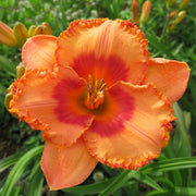 Garden Chapeau Daylily from Oakes Daylilies