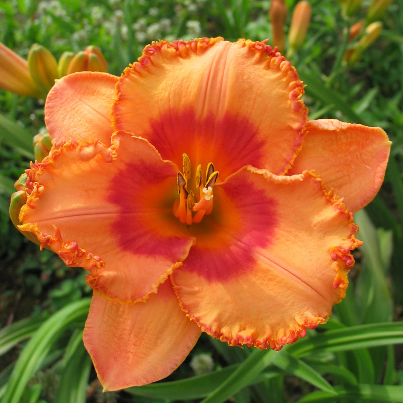 Garden Chapeau Daylily from Oakes Daylilies