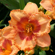 Garden Chapeau Daylily from Oakes Daylilies