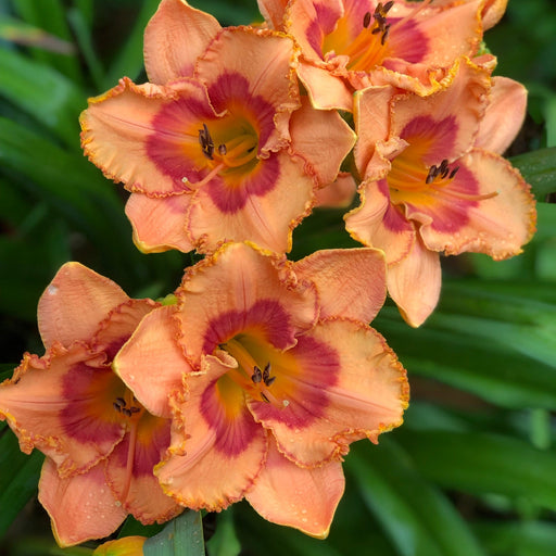 Garden Chapeau Daylily from Oakes Daylilies