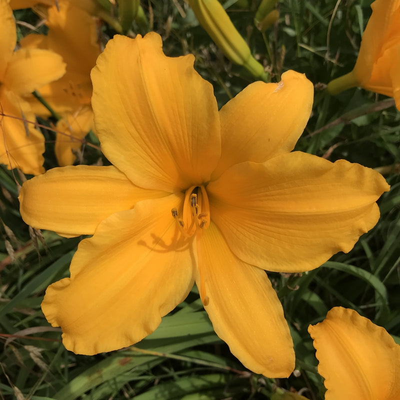 Gertrude Condon Daylily from Oakes Daylilies