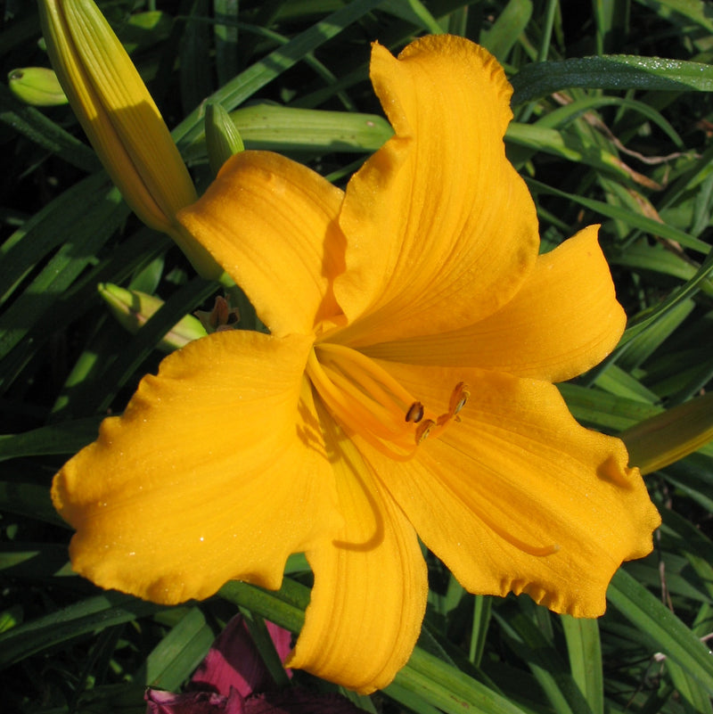 Gertrude Condon Daylily from Oakes Daylilies
