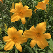 Gertrude Condon Daylily from Oakes Daylilies