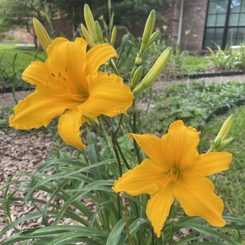 Gertrude Condon Daylily from Oakes Daylilies