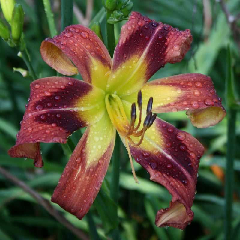 Ginger Swallowtail Daylily from Oakes Daylilies