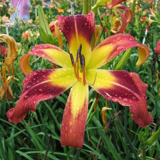 Ginger Swallowtail Daylily from Oakes Daylilies