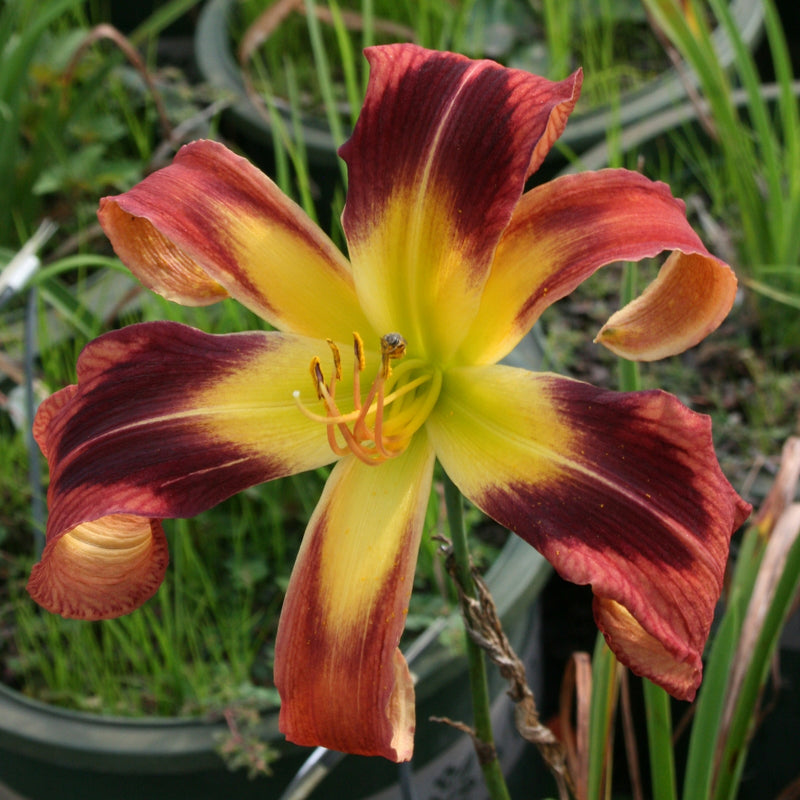 Ginger Swallowtail Daylily from Oakes Daylilies