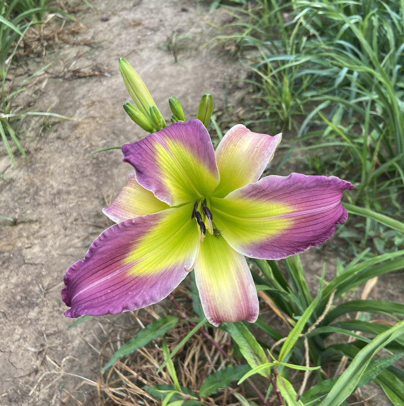 Gitchee Gumee Daylily from Oakes Daylilies
