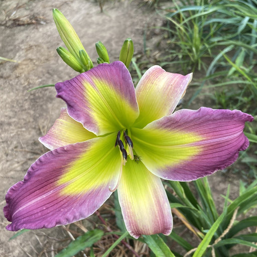 Gitchee Gumee Daylily from Oakes Daylilies