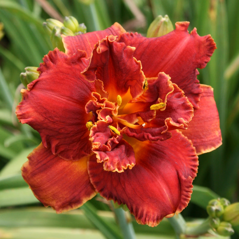 Gleam of Time Daylily from Oakes Daylilies