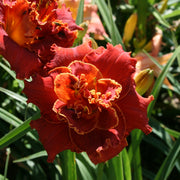 Gleam of Time Daylily from Oakes Daylilies