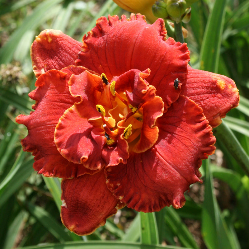Gleam of Time Daylily from Oakes Daylilies