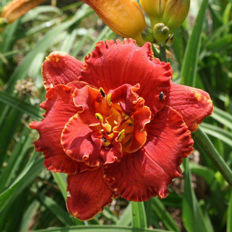 Gleam of Time Daylily from Oakes Daylilies