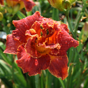Gleam of Time Daylily from Oakes Daylilies
