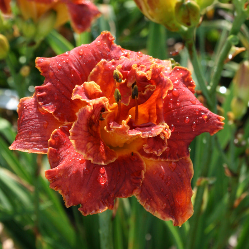Gleam of Time Daylily from Oakes Daylilies