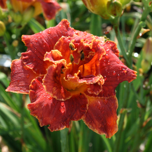 Gleam of Time Daylily from Oakes Daylilies