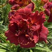 Gleam of Time Daylily from Oakes Daylilies