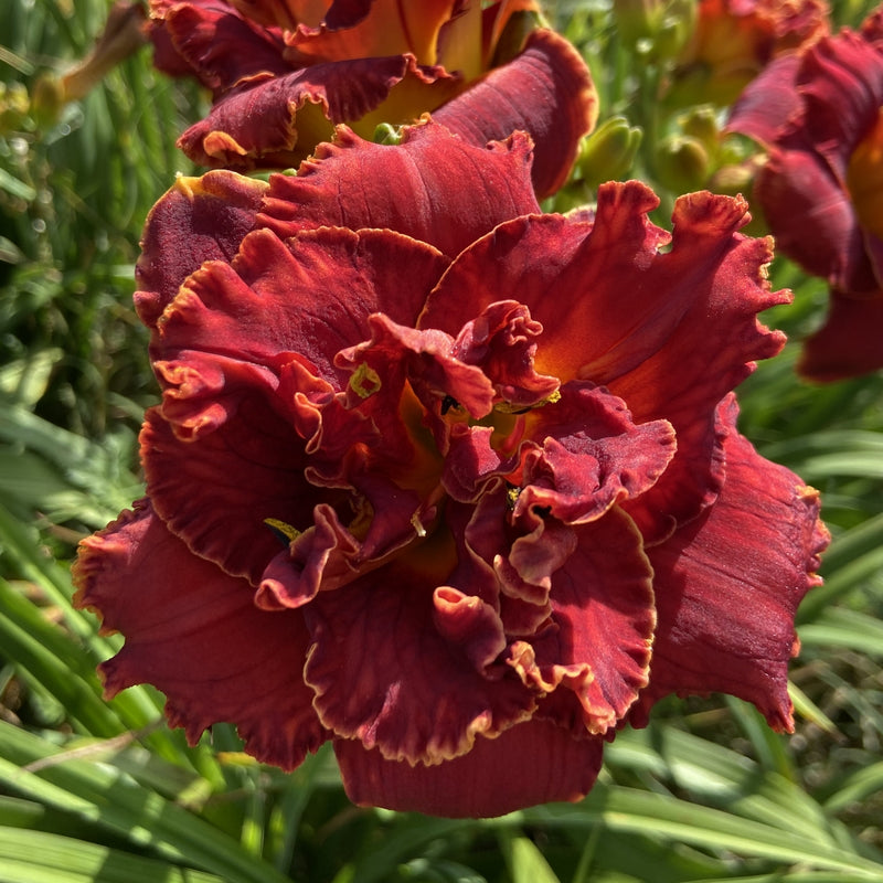 Gleam of Time Daylily from Oakes Daylilies