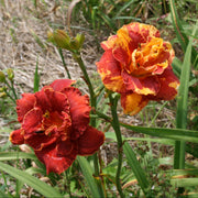 Gleam of Time Daylily from Oakes Daylilies