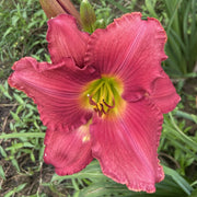 Glowing in the Wind Daylily from Oakes Daylilies