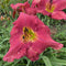 Glowing in the Wind Daylily from Oakes Daylilies