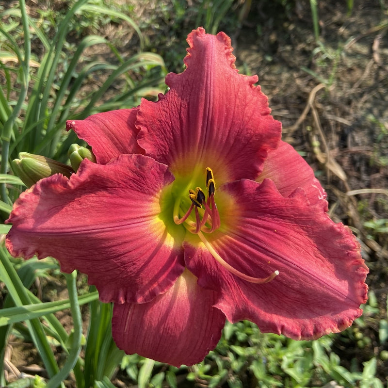 Glowing in the Wind Daylily from Oakes Daylilies