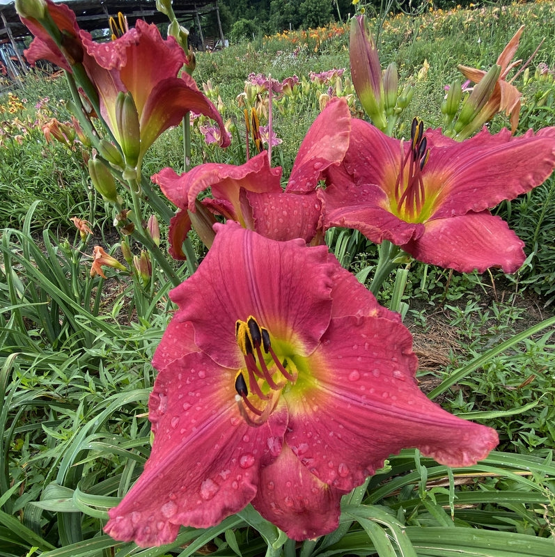 Glowing in the Wind Daylily from Oakes Daylilies