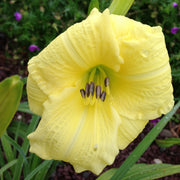 Going Bananas Daylily from Oakes Daylilies