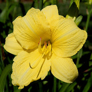 Going Bananas Daylily from Oakes Daylilies