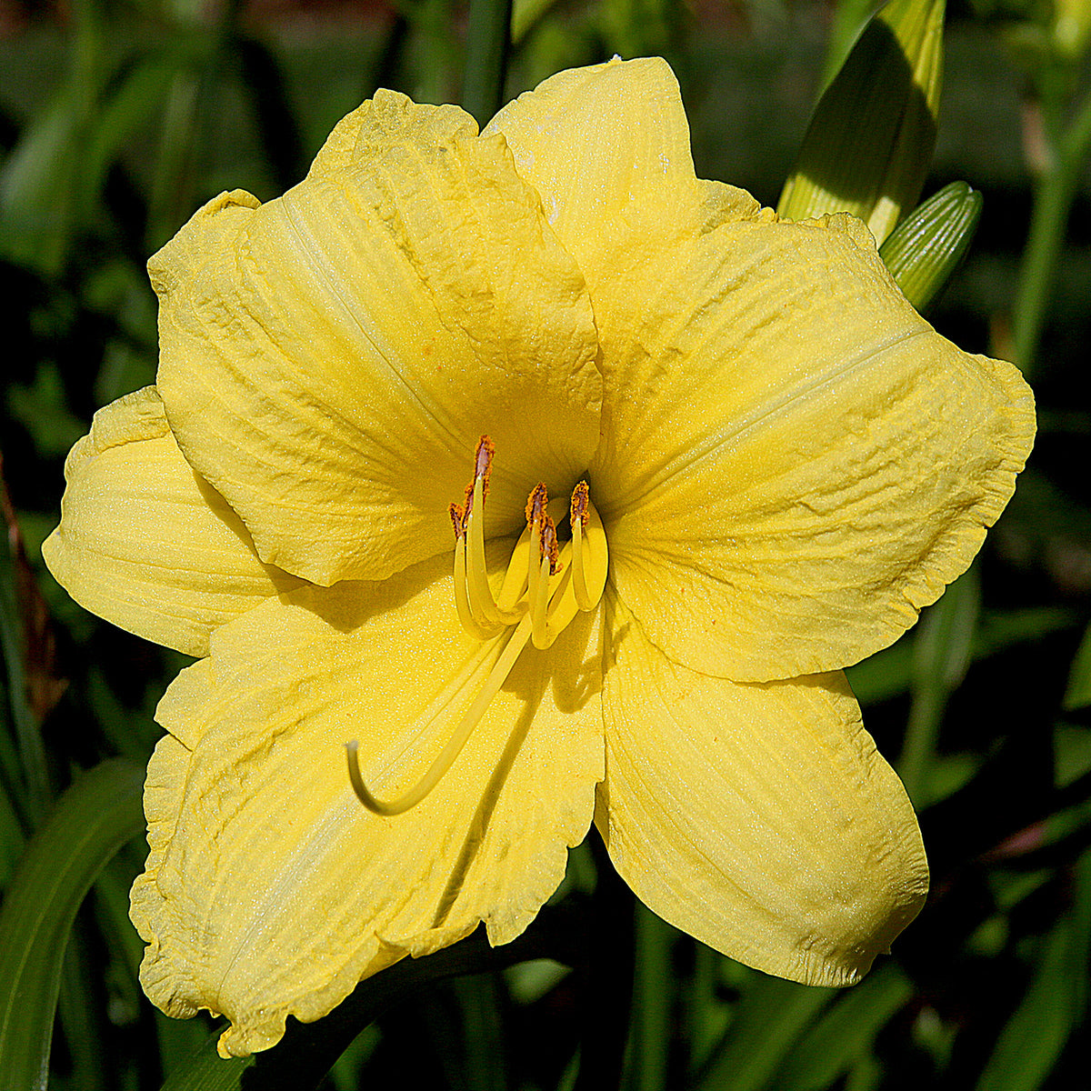 Going Bananas Daylily | Cheerful Cutie | Oakes Daylilies