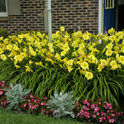 Going Bananas Daylily from Oakes Daylilies